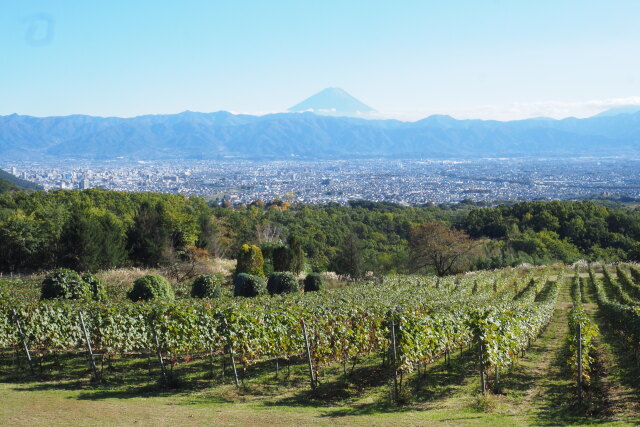 ぶどう畑と富士山