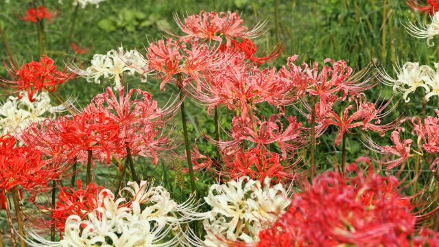 巾着田曼珠沙華公園の彼岸花