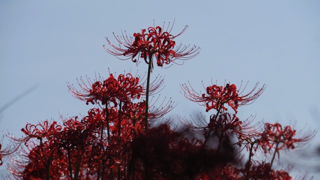 巾着田曼珠沙華公園の彼岸花