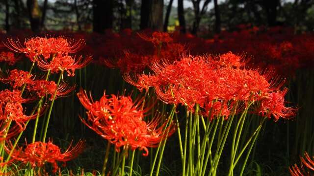 巾着田曼珠沙華公園の彼岸花