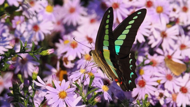 新港中央公園のアスターと蝶