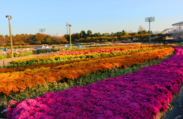 11月のなばなの里