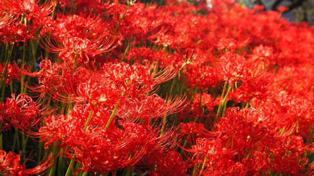 巾着田曼珠沙華公園の彼岸花