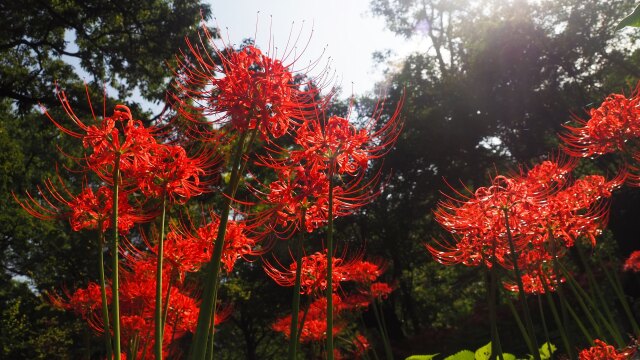 巾着田曼珠沙華公園の彼岸花