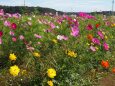 佐倉ふるさと広場の秋桜