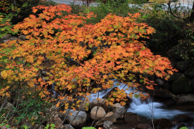 渓流と紅葉