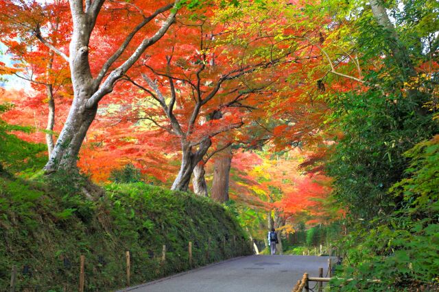 秋の中尊寺