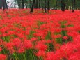 巾着田曼珠沙華公園の彼岸花