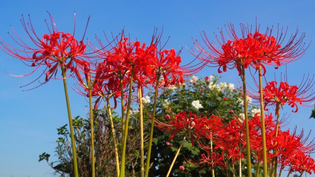 巾着田曼珠沙華公園の彼岸花