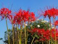 巾着田曼珠沙華公園の彼岸花