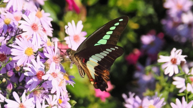 新港中央公園のアスターと蝶