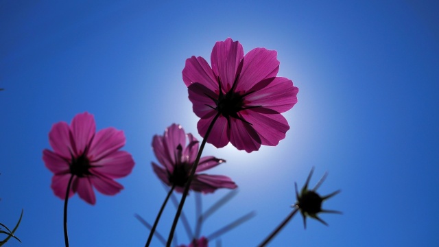 佐倉ふるさと広場の秋桜