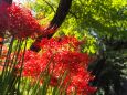 巾着田曼珠沙華公園の彼岸花