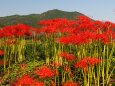 巾着田曼珠沙華公園の彼岸花