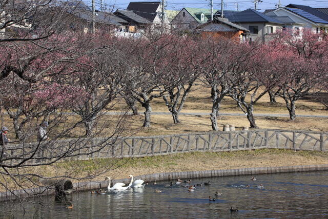 梅の公園