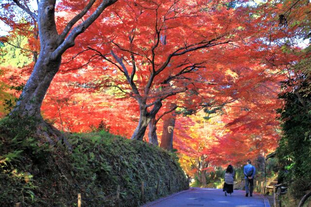 11/16 中尊寺