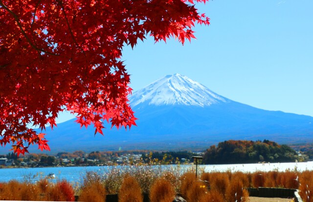 河口湖紅葉