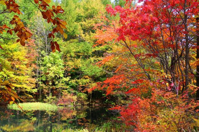 八幡平紅葉