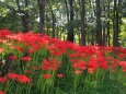 巾着田曼珠沙華公園の彼岸花