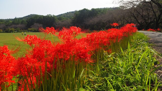 巾着田曼珠沙華公園の彼岸花