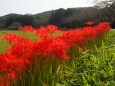 巾着田曼珠沙華公園の彼岸花