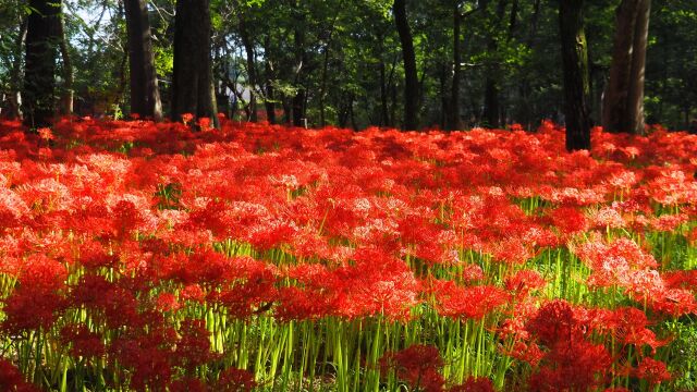 巾着田曼珠沙華公園の彼岸花