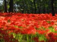 巾着田曼珠沙華公園の彼岸花