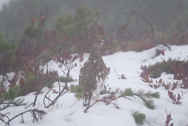 奥大日岳のチビ雷鳥2