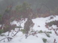 奥大日岳のチビ雷鳥2