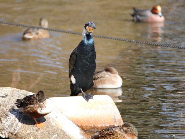 カワウ君