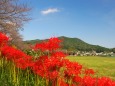 巾着田曼珠沙華公園の彼岸花