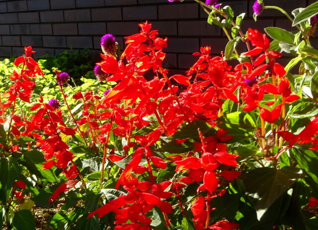 秋の光にサルビアの花