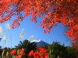 紅葉の中に富士山