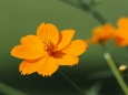 巾着田曼珠沙華公園の秋桜