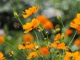 巾着田曼珠沙華公園の秋桜