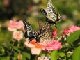 山下公園の薔薇と蝶