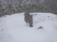 奥大日岳の雄雷鳥4