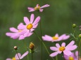 巾着田曼珠沙華公園の秋桜