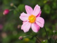 巾着田曼珠沙華公園の秋明菊