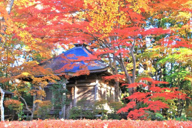 中尊寺の紅葉