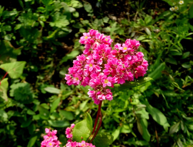 赤いそばの花