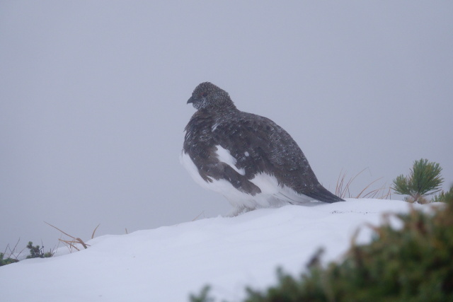 劔御前の雄雷鳥3