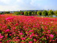 今年も大きく広がる赤いそばの花