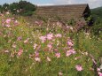 巾着田曼珠沙華公園の秋桜