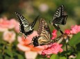 山下公園の薔薇と蝶