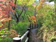 秋の遊歩道