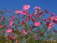 巾着田曼珠沙華公園の秋桜