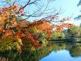 定光寺公園紅葉