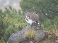 りんどう池の雄雷鳥