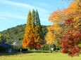 定光寺公園紅葉